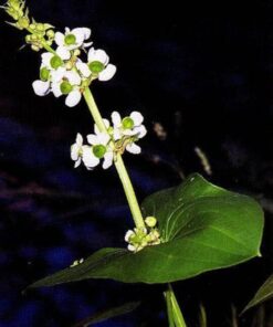 Alternative view of 500 White Broadleaf ARROWHEAD Sagittaria Latifolia POND WETLAND Flower Seeds *Comb S/H