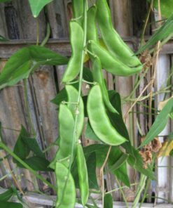 Alternative view of 50 BABY LIMA BEAN Phaseolus Lunatus Vegetable Seeds