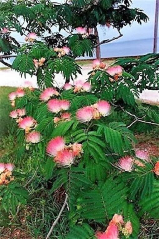 25 MIMOSA / Persian SILK TREE Albizia Julibrissin Seeds