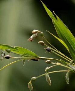 Alternative view of 20 JOBS TEARS (Jobi / Coix / Yi Yi Ren / Bead Seed / Junos Tears) Coix Lacryma Vegetable Seeds