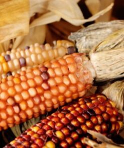 Alternative view of 100 Ornamental INDIAN CORN WAMPUM Mixed Colors Zea Mays Vegetable Seeds