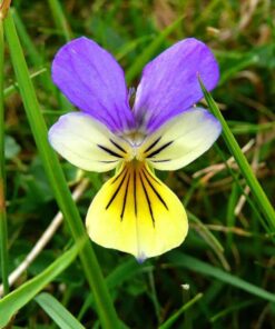 Alternative view of 50 Light JOHNNY JUMP UP Viola Tricolor Violet Flower Seeds