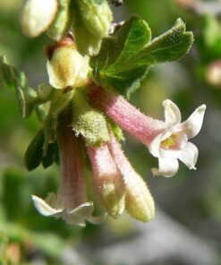 Alternative view of 20 Red WAX CURRANT Edible Fruit Berries Pink Flowers Shrub Ribes Cereum Seeds