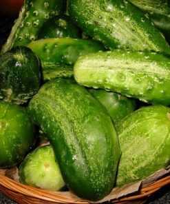 Alternative view of 150 BOSTON PICKLING CUCUMBER Heirloom Cucumis Sativus Fruit Vegetable Seeds
