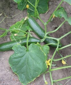 Alternative view of 100 LONG Green IMPROVED CUCUMBER Slicing Cucumis Sativus Fruit Vegetable Seeds