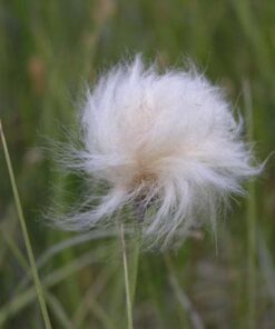 Alternative view of 25 TAWNY COTTONGRASS Flower Seeds Eriophorum Virginicum Hare's Tail Cotton Grass Seeds