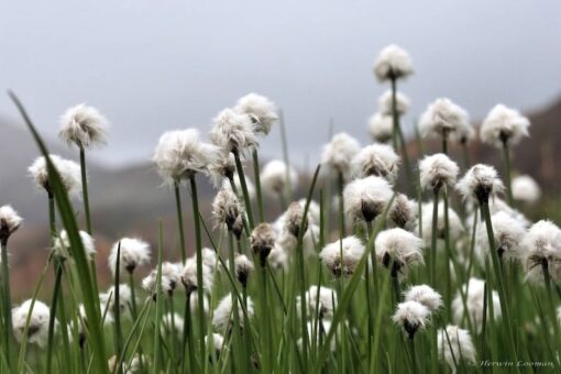 25 TAWNY COTTONGRASS Flower Seeds Eriophorum Virginicum Hare's Tail Cotton Grass Seeds