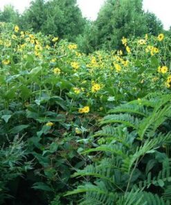 Alternative view of 10 Yellow COMPASS PLANT Silphium Laciniatum Prairie Compassplant 4" Flower Seeds