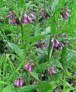Alternative view of True Comfrey Herb Seeds - 10 Symphytum Officinale Seeds, Rosy Purple Flowers, Perennial Medicinal Herb, Deer Resistant