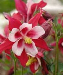 Alternative view of 25 CRIMSON STAR COLUMBINE Red & White McKana's Giant Aquilegia Flower Seeds