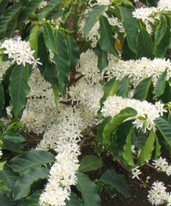 Alternative view of 15 ARABICA COFFEE Tree Shrub Seeds Grow your own coffee! Combined S/H