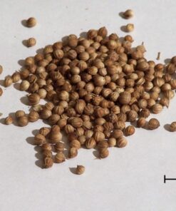 Alternative view of 100 FIESTA Green CILANTRO / CORIANDER Coriandrum Sativum Herb Vegetable Seeds