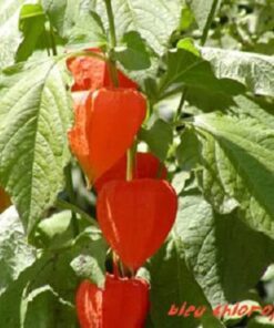 Alternative view of 50 PERUVIAN GROUND CHERRY Physalis Peruviana Cape Gooseberry Fruit Veggie Seeds