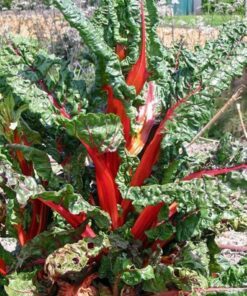 Alternative view of 300 Rhubarb RED SWISS CHARD Perpetual Spinach Beta Vulgaris Vegetable Seeds