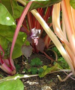 Alternative view of 40 Pink FLAMINGO SWISS CHARD Beta Vulgaris Perpetual Spinach Vegetable Seeds