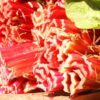 500 Organic REDVENTURE CELERY Apium Graveolens Herb Vegetable Seeds Stalk Red