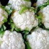 250 SNOWBALL SELFBLANCHING CAULIFLOWER White Brassica Oleracea Vegetable Seeds