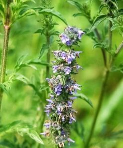 250 JAPANESE CATNIP Herb Purple Flower Jing Jie Schizonepeta Tenuifolia Seeds
