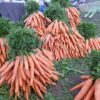 1500 TENDERSWEET CARROT Deep Orange Red Daucus Carota Vegetable Seeds