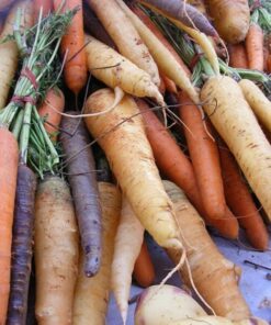 Alternative view of 500 SNOW WHITE CARROT Daucus Carota Root Vegetable Seeds