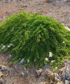 Alternative view of 20 CAPER BUSH Edible Capers Flinders Rose Flower Capparis Spinosa Shrub Seeds