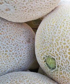 Alternative view of 75 Green Flesh ROCKY FORD CANTALOUPE Muskmelon Cucumis Melo Melon Fruit Seeds