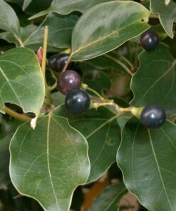Alternative view of 5 CAMPHOR TREE Laurel Cinnamomum Camphora Camphorwood White Flower Black Seeds