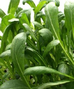 500 MIBUNA CABBAGE Mibu Greens Japanese Brassica Rapa Japonica Vegetable Seeds