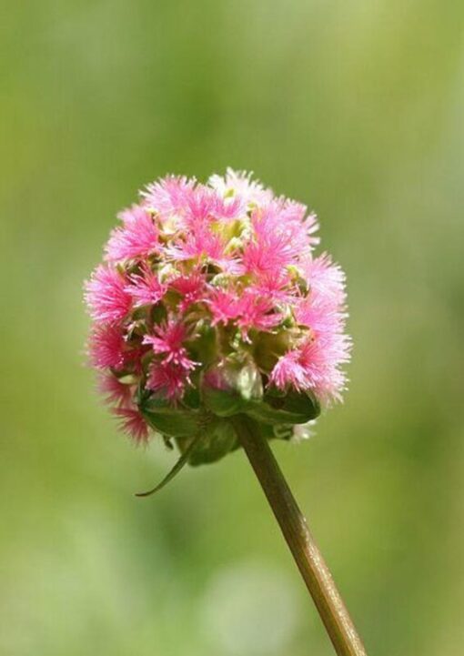 500 SALAD BURNET Sanguisorba Minor Edible Greens Vegetable Herb Flower Seeds