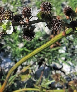 100 UPRIGHT BURHEAD Aquatic Burrhead Cellophane Sword Echinodorus Berteroi Seeds