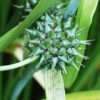 20 Giant Bur Reed Seeds – Sparganium Eurycarpum, Wetland Native, White Flowers, Ideal for Ponds & Marshes, Wildlife Friendly