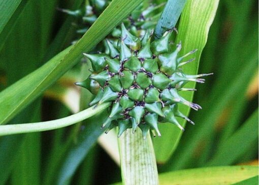 20 Giant Bur Reed Seeds – Sparganium Eurycarpum, Wetland Native, White Flowers, Ideal for Ponds & Marshes, Wildlife Friendly