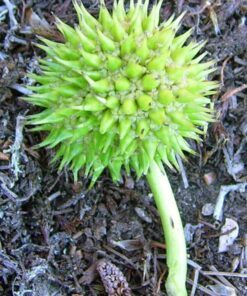 Alternative view of 20 Giant Bur Reed Seeds – Sparganium Eurycarpum, Wetland Native, White Flowers, Ideal for Ponds & Marshes, Wildlife Friendly