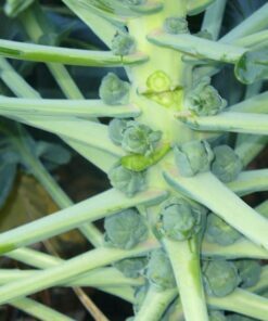 Alternative view of 400 CATSKILL BRUSSEL SPROUT Sprouts Brassica Oleracea Vegetable Seeds *Comb Ship
