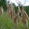100 PRAIRIE BROME Arctic Brome Ornamental Grass Bromus Kalmii Seeds