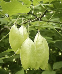 Alternative view of 5 AMERICAN BLADDERNUT Tree Staphylea Trifolia Shrub Green Pod White Flower Seeds