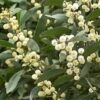 20 AUSTRALIAN BLACKWOOD TREE Black Acacia Melanoxylon Wattle Yellow Flower Seeds