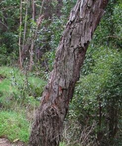 Alternative view of 20 AUSTRALIAN BLACKWOOD TREE Black Acacia Melanoxylon Wattle Yellow Flower Seeds