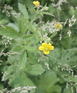 Alternative view of 100 YELLOW AVENS Geum Aleppicum Moist Wetland Flower Seeds