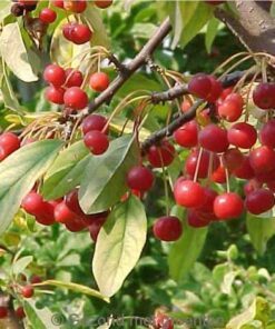 Alternative view of 30 Sargent CRAB APPLE Shrub Hummingbird Flower White Red Malus Sargentii Seeds