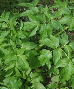 Alternative view of 30 ANGELICA Archangelica Officinalis Edible Archangel / Holy Ghost Herb Seeds