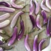 25 BRIDE EGGPLANT White & Purple Fruit / Vegetable Solanum Melongena Seeds