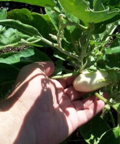 Alternative view of 50 CASPER WHITE EGGPLANT Solanum Melongena Fruit / Vegetable Seeds