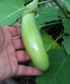 Alternative view of 25 Louisiana LONG GREEN EGGPLANT Solanum Melongena Fruit Vegetable Seeds