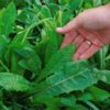 800 EMERALD CATALOGNA ENDIVE Italian Chicory Cichorium Endivia Seeds