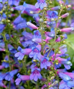 Alternative view of 15+ Penstemon Electric Blue Seeds – First-Year Bloom Perennial, Hummingbird Magnet, Electric Blue Flowers, Low Maintenance, Full Sun, Zones 6-9