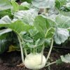 2000 White Vienna Kohlrabi Seeds - Brassica Oleracea - German Turnip with Mild Flavor
