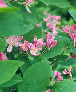 Alternative view of 50 Tartarian Asian HONEYSUCKLE Lonicera Tartarica Red Pink Flower Fragrant Shrub Bush Seeds Flat