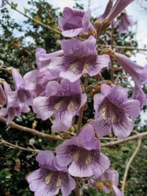 400 Royal PAULOWNIA EMPRESS TREE Tomentosa Flower Seeds Combined S/H