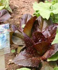 Alternative view of 3000 RED ROMAINE LETTUCE Lactuca Sativa Vegetable Seeds